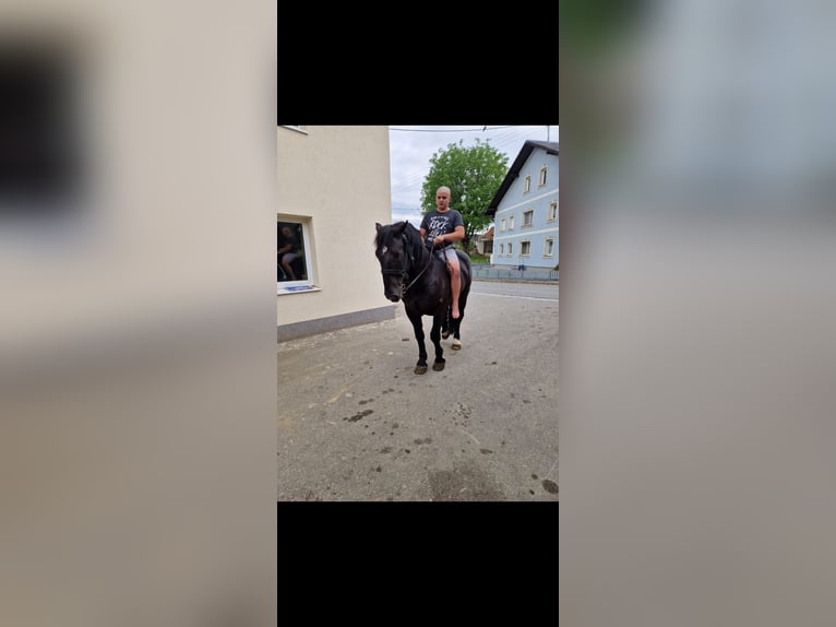 Norico Castrone 7 Anni 175 cm in Obertilliach