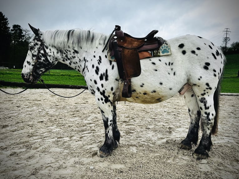 Norico Castrone 8 Anni 158 cm Leopard in Uster
