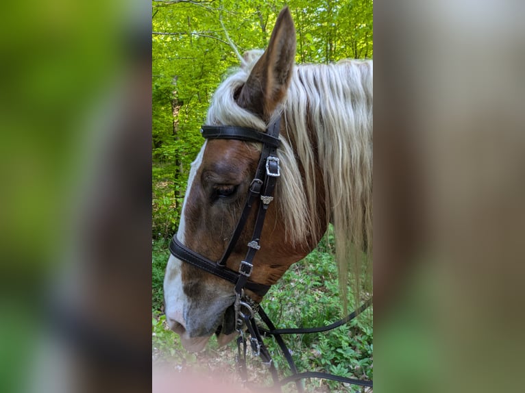 Norico Castrone 8 Anni 162 cm Sauro in Bad Wildungen