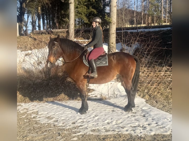 Norico Castrone 8 Anni 168 cm Baio in Pelmberg