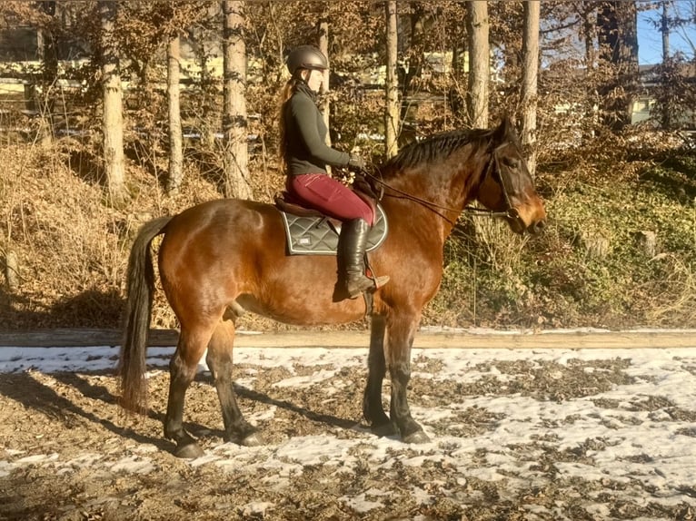 Norico Castrone 8 Anni 168 cm Baio in Pelmberg