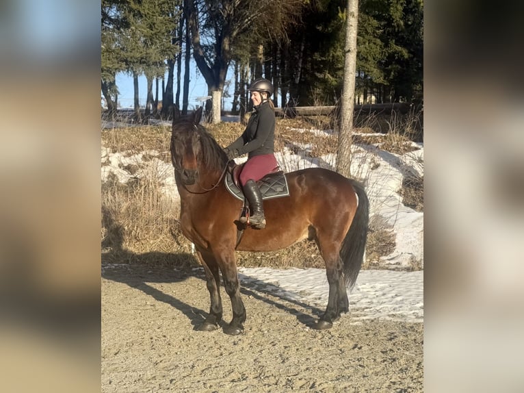 Norico Castrone 8 Anni 168 cm Baio in Pelmberg