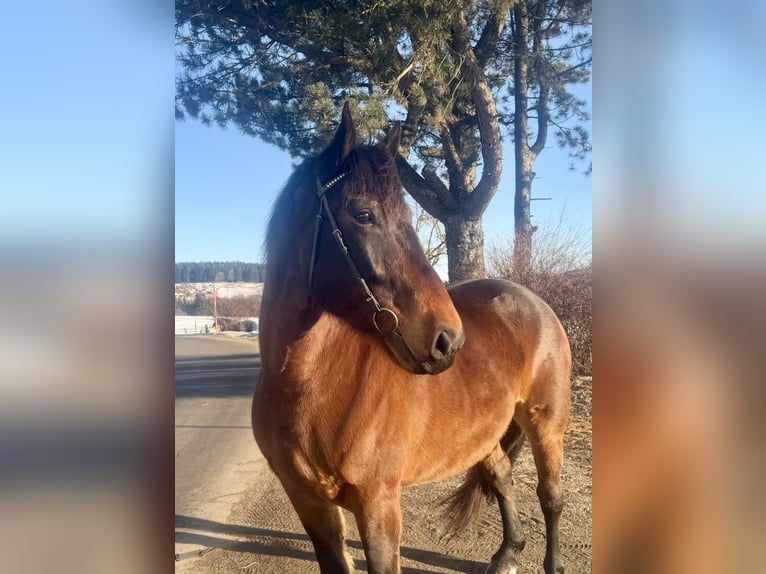 Norico Castrone 8 Anni 168 cm Baio in Pelmberg