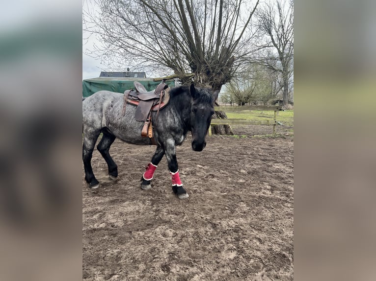 Norico Castrone 8 Anni 168 cm Leardo in Lüdersdorf