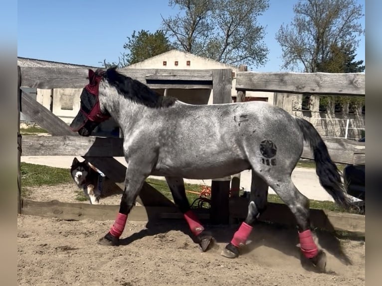Norico Castrone 8 Anni 168 cm Leardo in Lüdersdorf