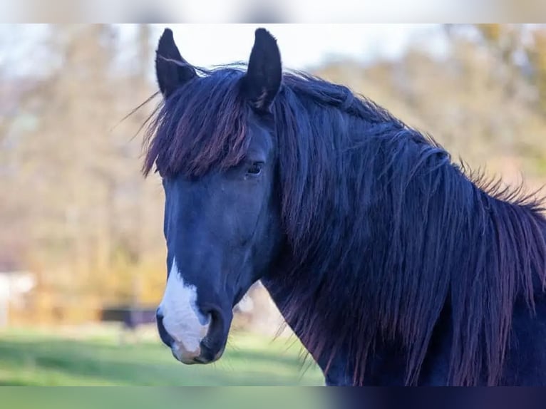 Norico Castrone 8 Anni 172 cm Morello in Remscheid