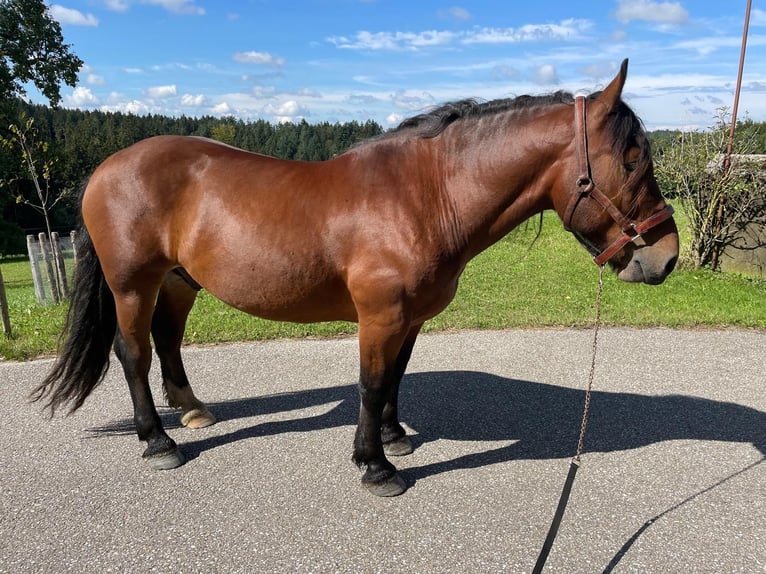 Norico Castrone 8 Anni Baio in Helpfau-Uttendorf