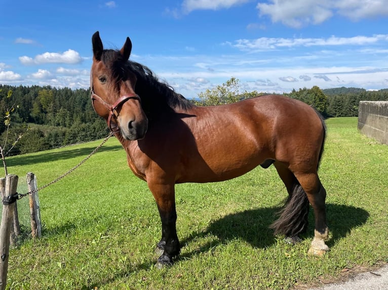 Norico Castrone 8 Anni Baio in Helpfau-Uttendorf