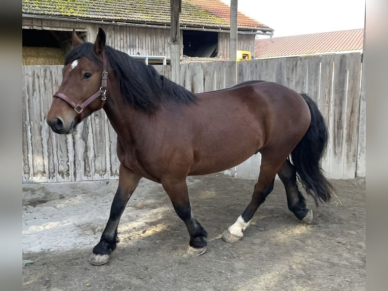 Norico Castrone 8 Anni Baio in Helpfau-Uttendorf