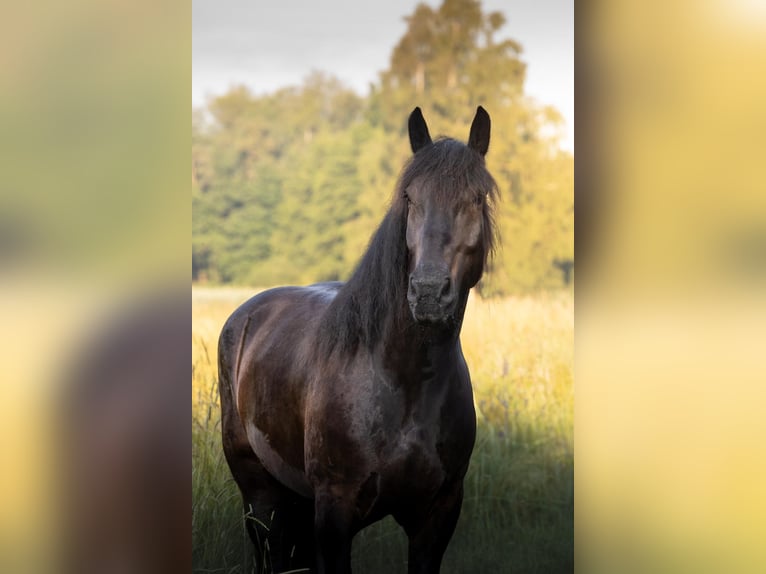 Norico Castrone 9 Anni 167 cm Baio nero in Gachenbach