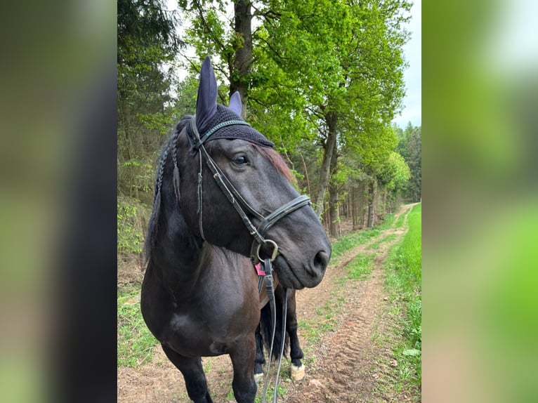 Norico Castrone 9 Anni 167 cm Baio nero in Gachenbach