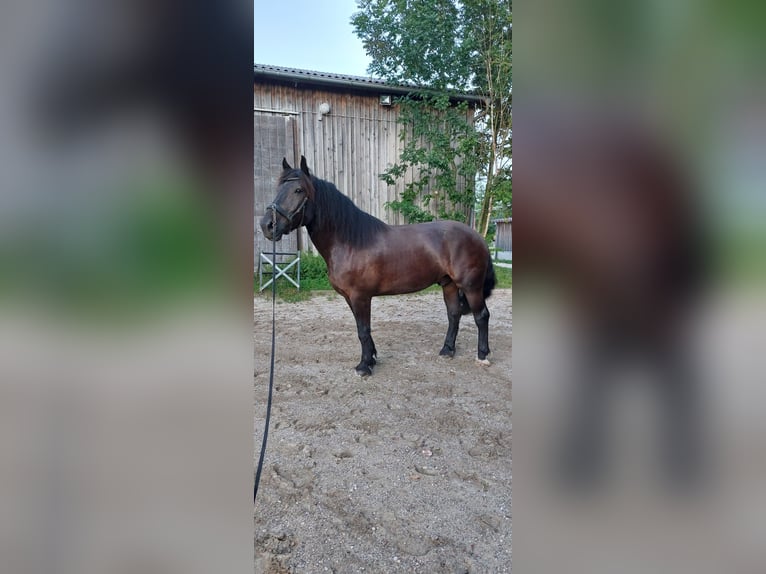 Norico Castrone 9 Anni 167 cm Baio nero in Gachenbach