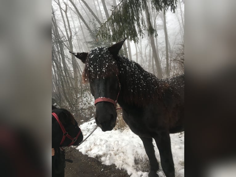 Norico Castrone 9 Anni 174 cm Morello in Trabenig