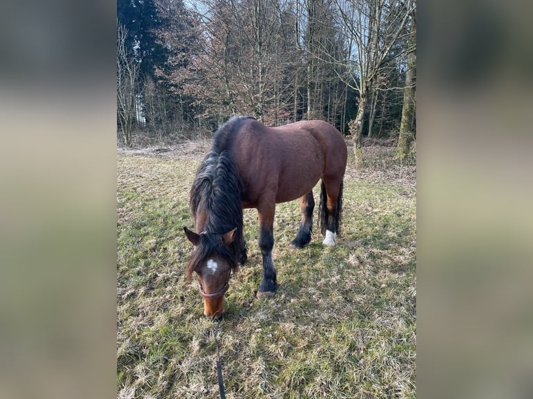 Norico Castrone 9 Anni Baio in Helpfau-Uttendorf