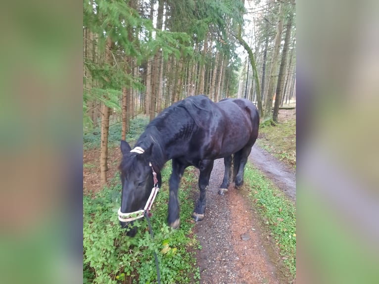 Norico Giumenta 10 Anni 160 cm Morello in Kl.pöchlarn