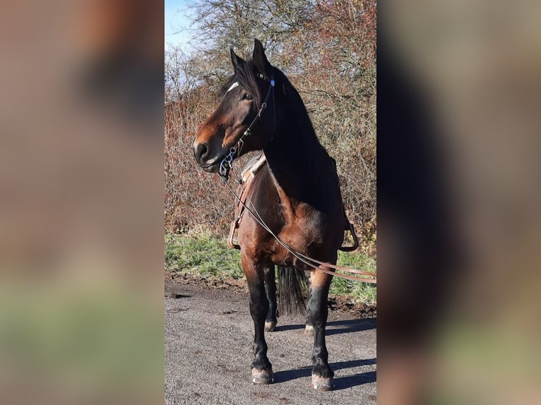 Norico Giumenta 10 Anni 162 cm Baio in Witzenhausen