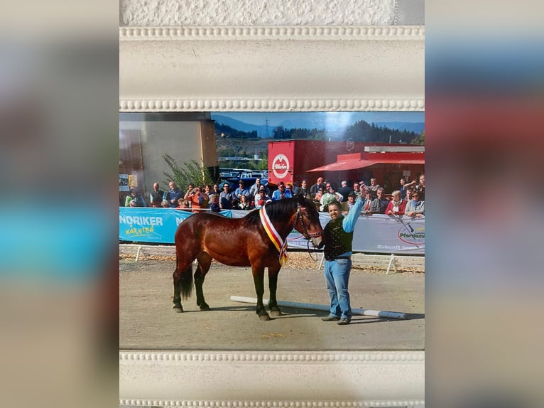 Norico Giumenta 10 Anni 163 cm Baio in Göriach