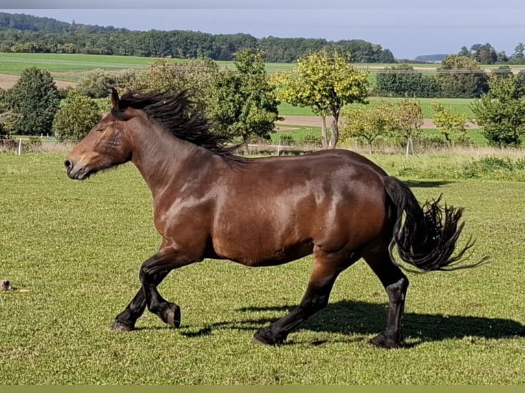 Norico Giumenta 10 Anni 175 cm Baio in Eggolsheim