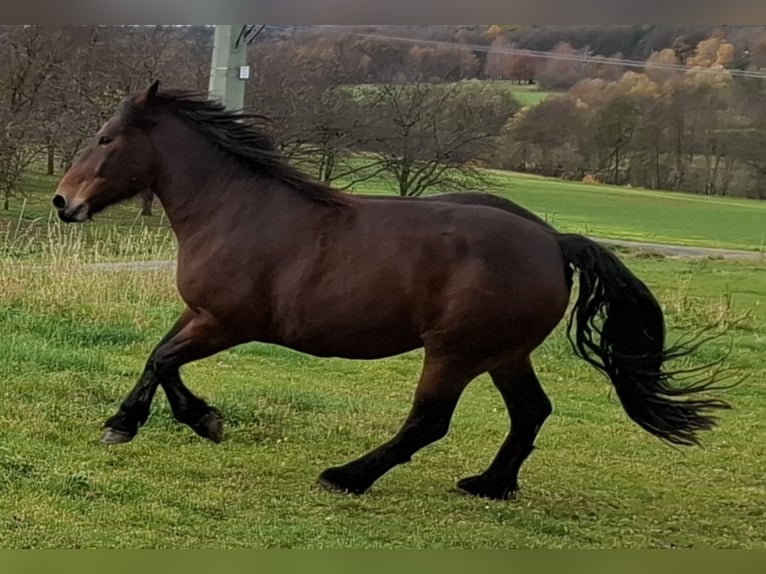 Norico Giumenta 10 Anni 175 cm Baio in Eggolsheim
