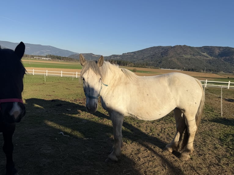 Norico Giumenta 10 Anni Grigio in St.Nikolei