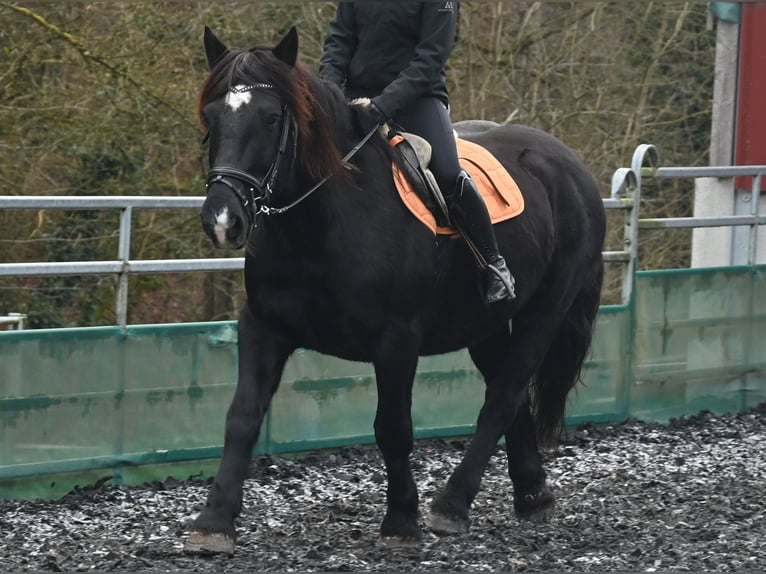 Norico Giumenta 11 Anni 156 cm in Küssaberg