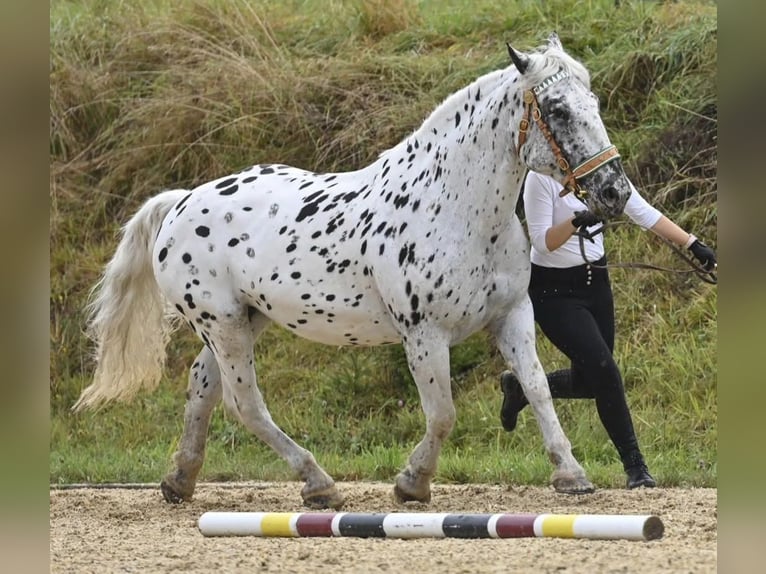 Norico Giumenta 11 Anni 160 cm Leopard in Klettgau