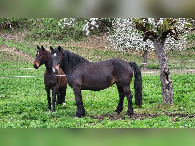 Norico Giumenta 11 Anni 162 cm Baio nero in Roßleithen