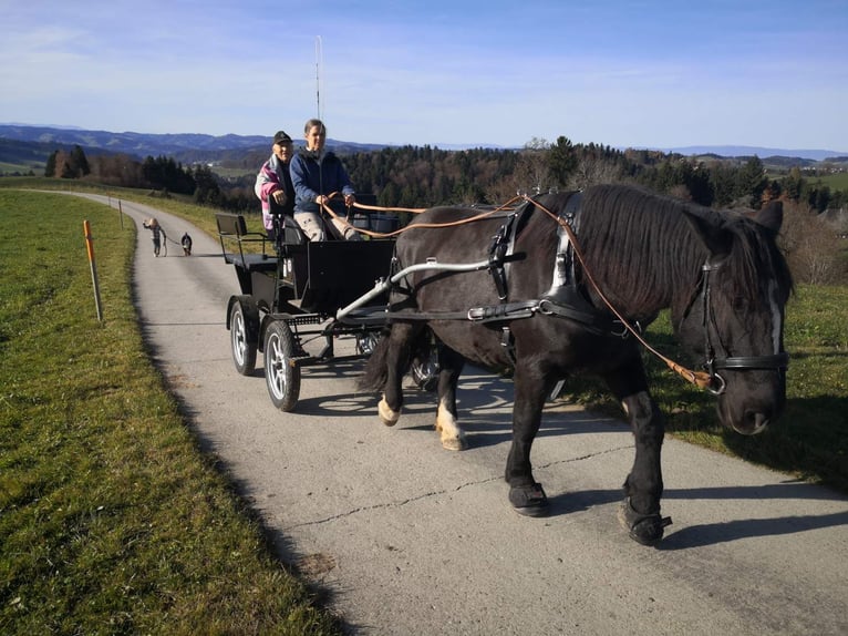 Norico Giumenta 12 Anni 159 cm Morello in Wasen im Emmental