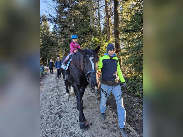 Norico Giumenta 12 Anni 159 cm Morello in Wasen im Emmental