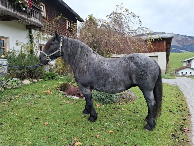 Norico Giumenta 12 Anni 163 cm  in Abtenau