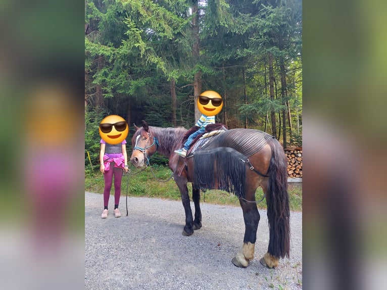 Norico Giumenta 13 Anni 154 cm Baio in Innerberg