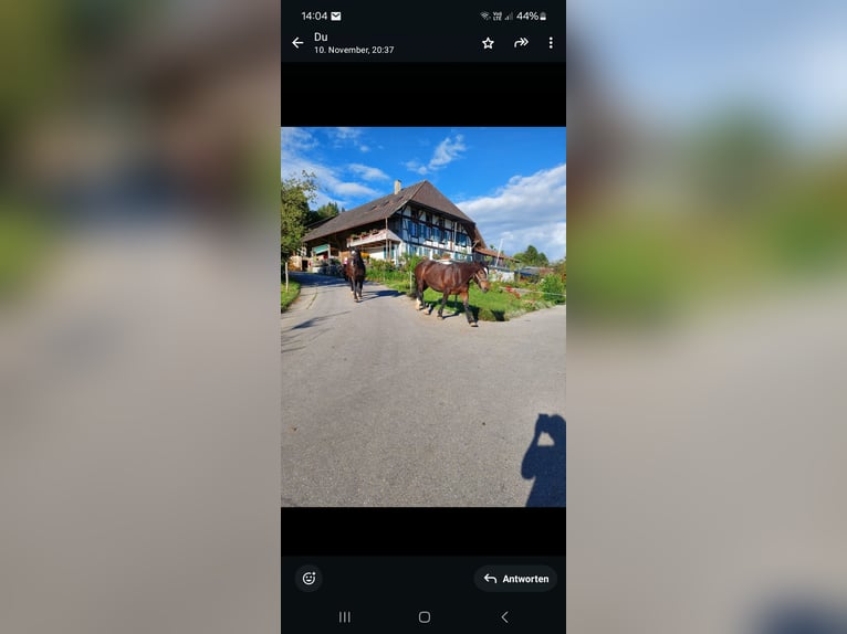 Norico Giumenta 13 Anni 154 cm Baio in Innerberg