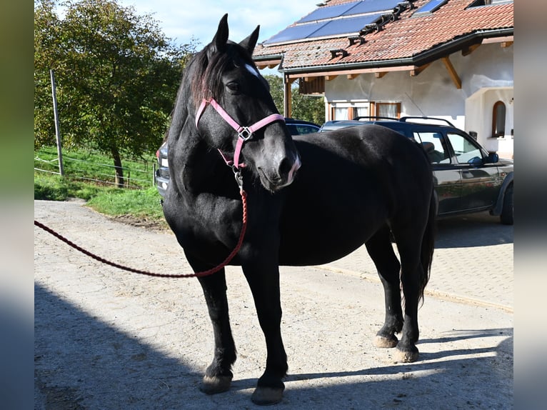Norico Giumenta 13 Anni 156 cm  in Küssaberg