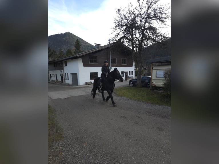 Norico Giumenta 13 Anni 159 cm Morello in Vorderthiersee