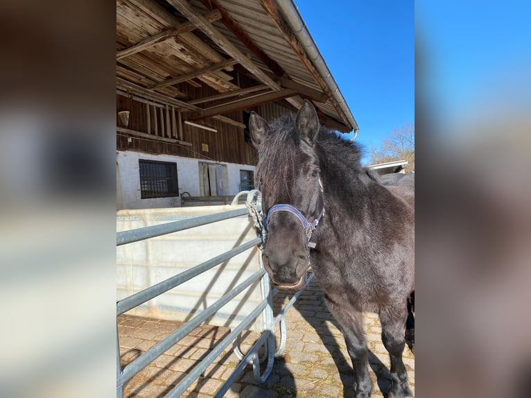 Norico Mix Giumenta 14 Anni 153 cm Grigio ferro in Tuningen