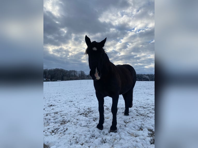 Norico Giumenta 14 Anni 165 cm Morello in Laufen