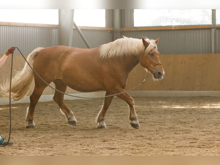 Norico Giumenta 14 Anni 165 cm Sauro scuro in Varrel