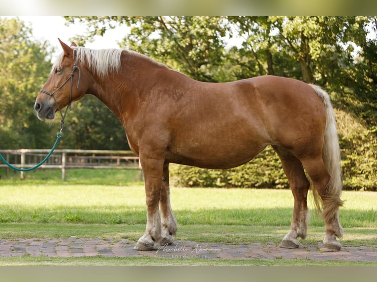 Norico Giumenta 14 Anni 165 cm Sauro scuro in Varrel