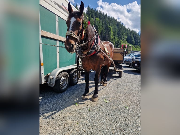 Norico Giumenta 14 Anni Baio in Matrei