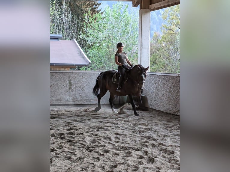 Norico Mix Giumenta 15 Anni 152 cm Baio in Kitzbühel