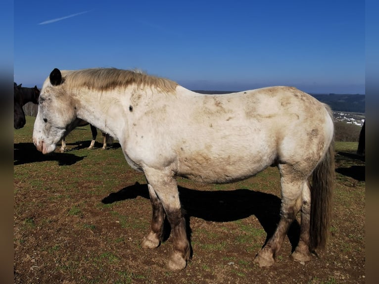 Norico Giumenta 15 Anni 160 cm Grigio in Bescheid