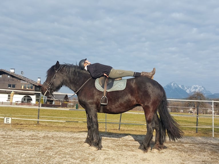 Norico Giumenta 15 Anni 163 cm Morello in Kirchbichl