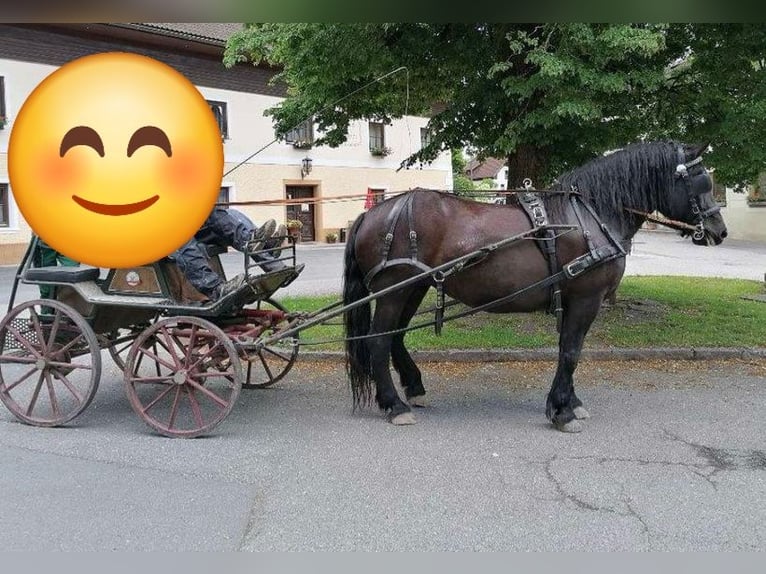 Norico Giumenta 15 Anni 163 cm Morello in Kirchbichl