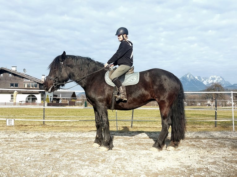 Norico Giumenta 15 Anni 163 cm Morello in Kirchbichl