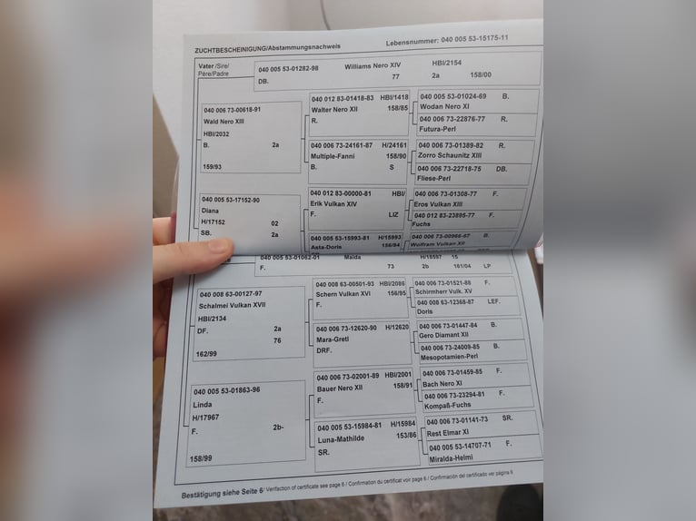 Norico Giumenta 15 Anni 163 cm Morello in Kirchbichl