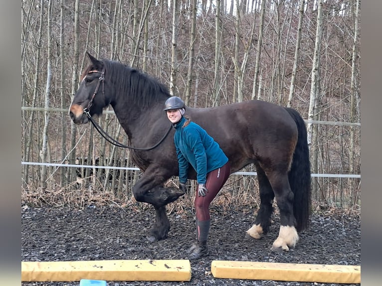 Norico Giumenta 16 Anni 159 cm Baio scuro in Bayerbach