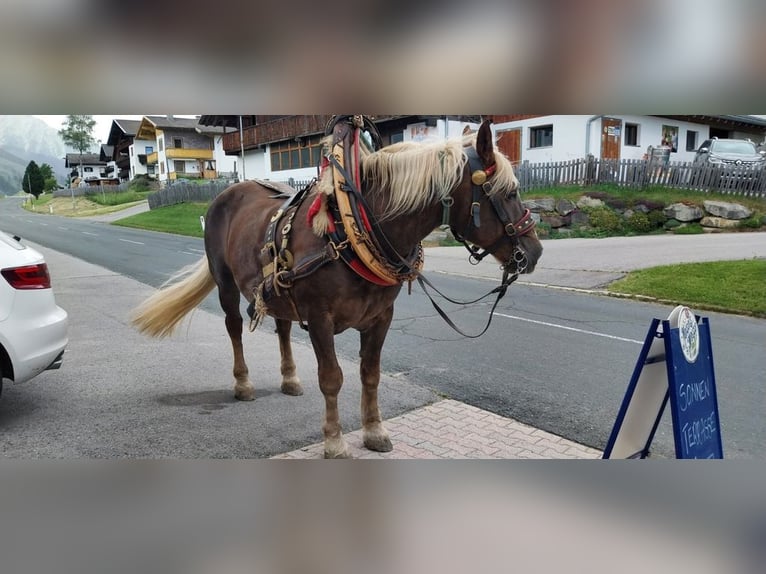 Norico Giumenta 16 Anni 165 cm Sauro in Obertilliach