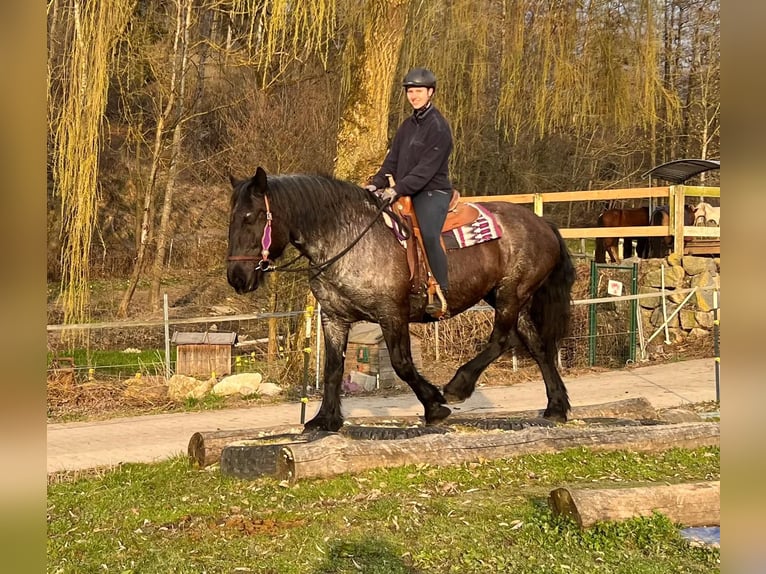 Norico Giumenta 17 Anni 157 cm Roano blu in Bayerbach