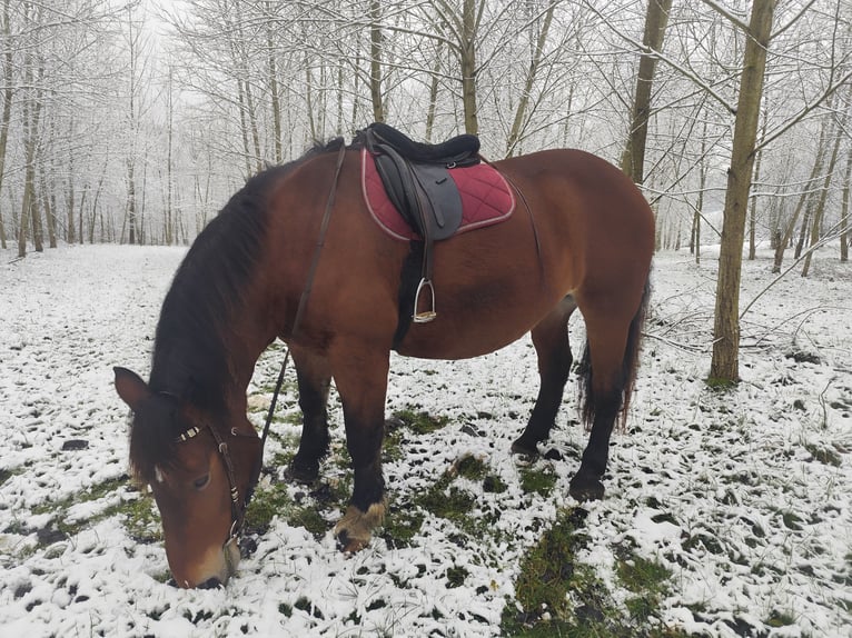 Norico Giumenta 17 Anni 162 cm Sauro in Haslau