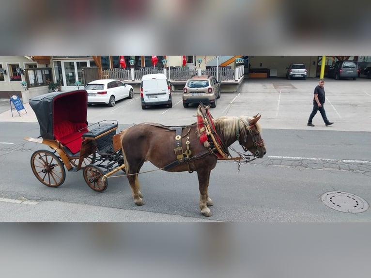 Norico Giumenta 17 Anni 165 cm Sauro in Obertilliach